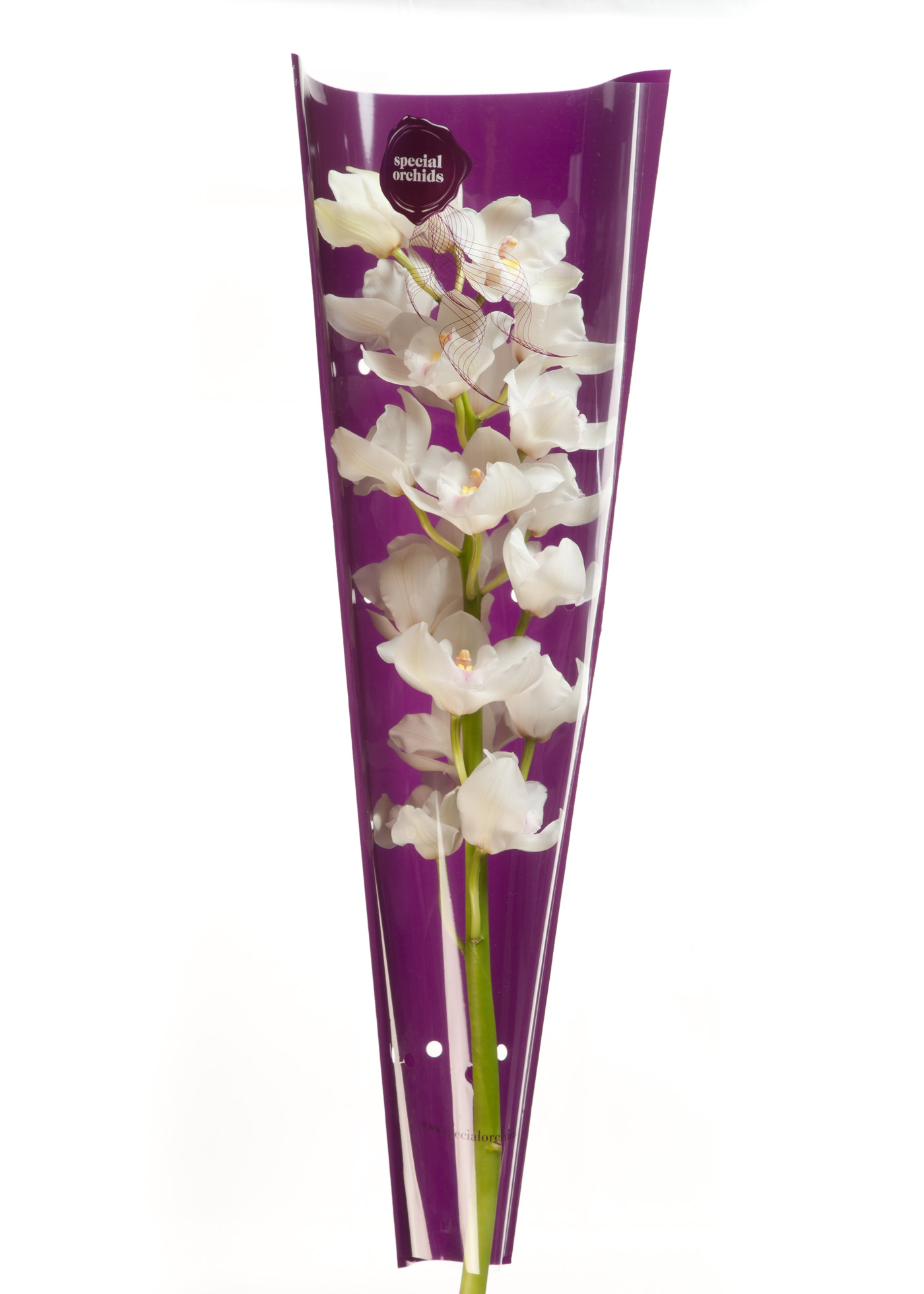 Orchidee in transparante hoes